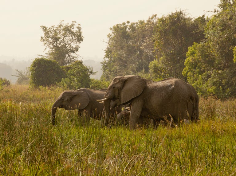 African Elephant familiy: water drinking