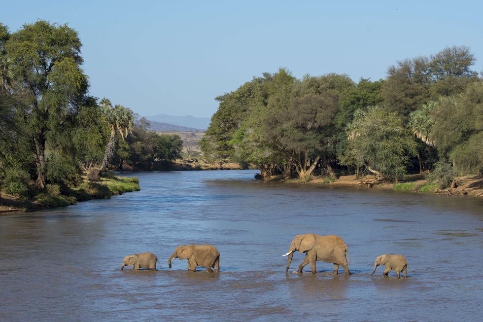 african elephants crossing the ewaso ng’iro river