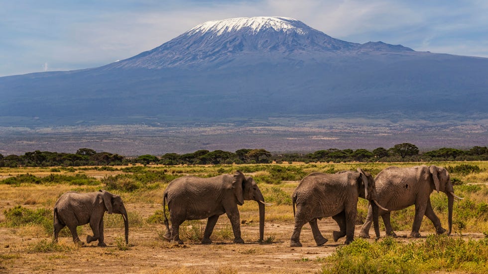 african elephants walking in the savannah, mount kilimanjaro on the background