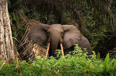 african forest elephant loxodonta in loango national park in gabon