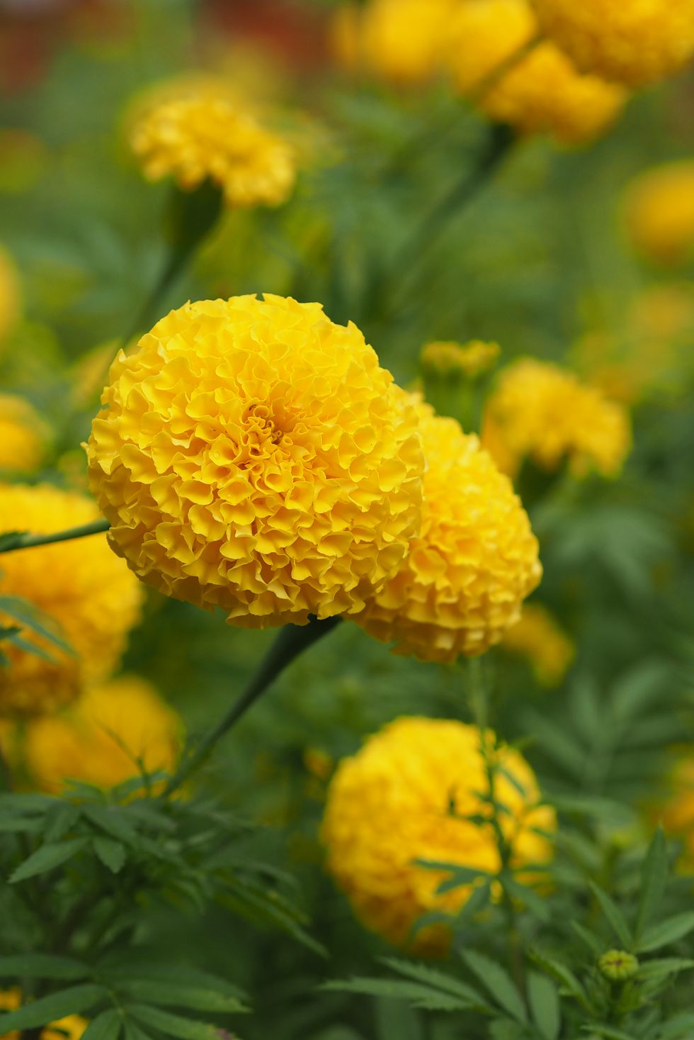 african marigold, american or aztec marigolds flower beautiful yellow color flowers growing blooming in garden nature background