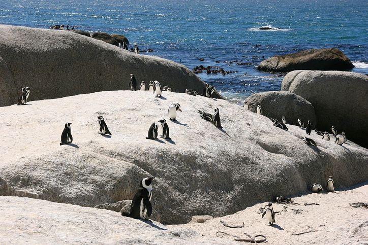 african penguins at bolders beach, cape town, south africa