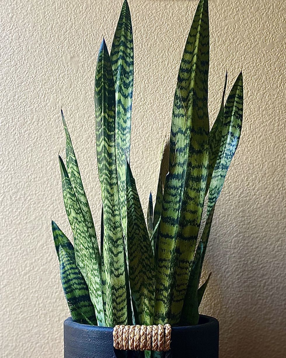 plants harmful to dogs snake plant