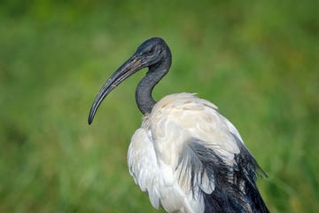 heilige ibis in samburu national reserve, kenia