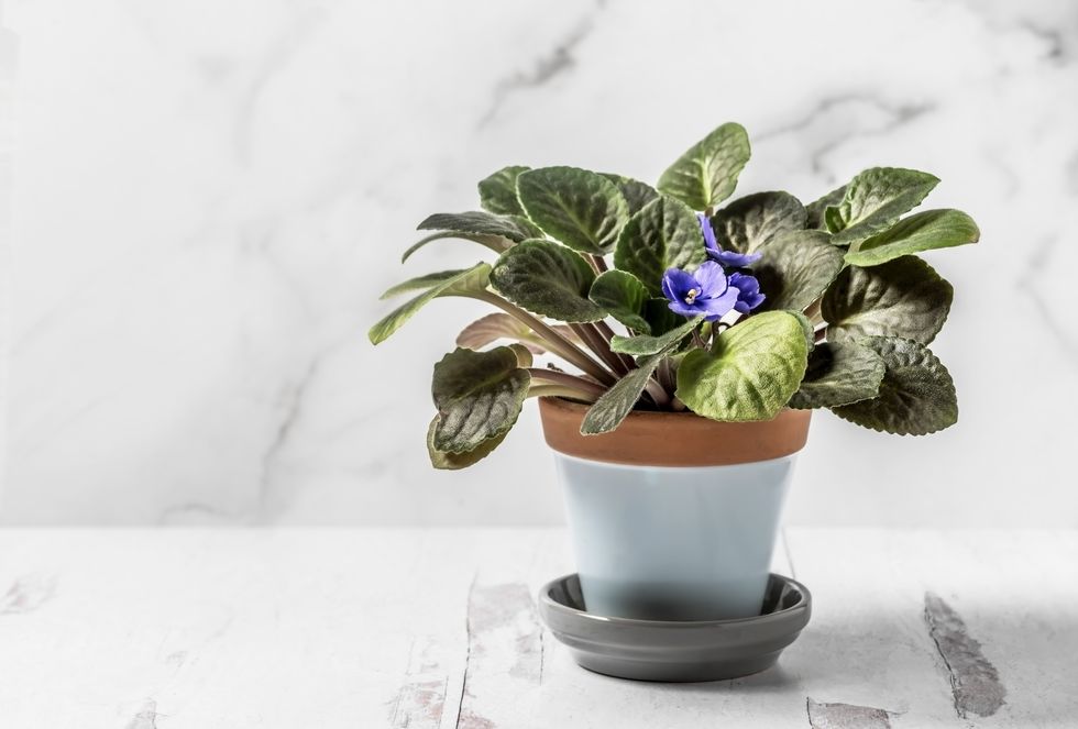 african violet flower in a pot on white background