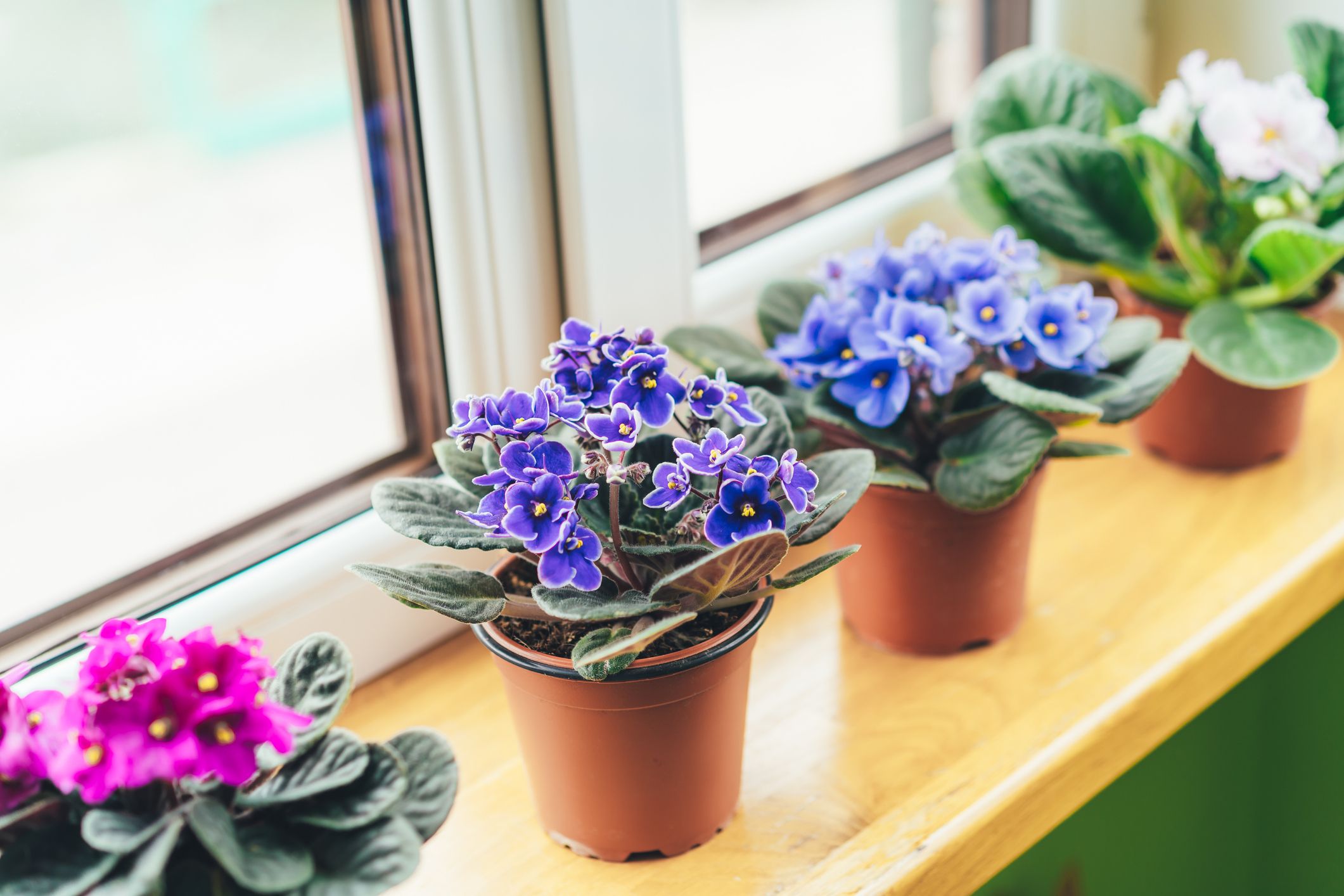 How to Grow African Violets - African Violet Care Tips