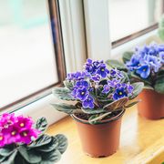 african violet home mini potted plants on the windowsill flowering saintpaulias selective focus