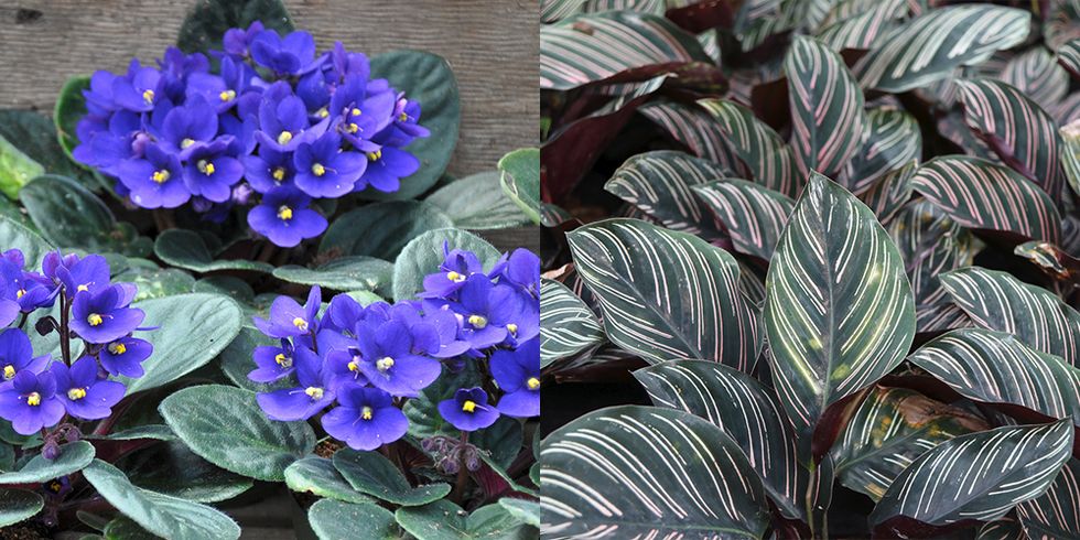 african violets and calathea