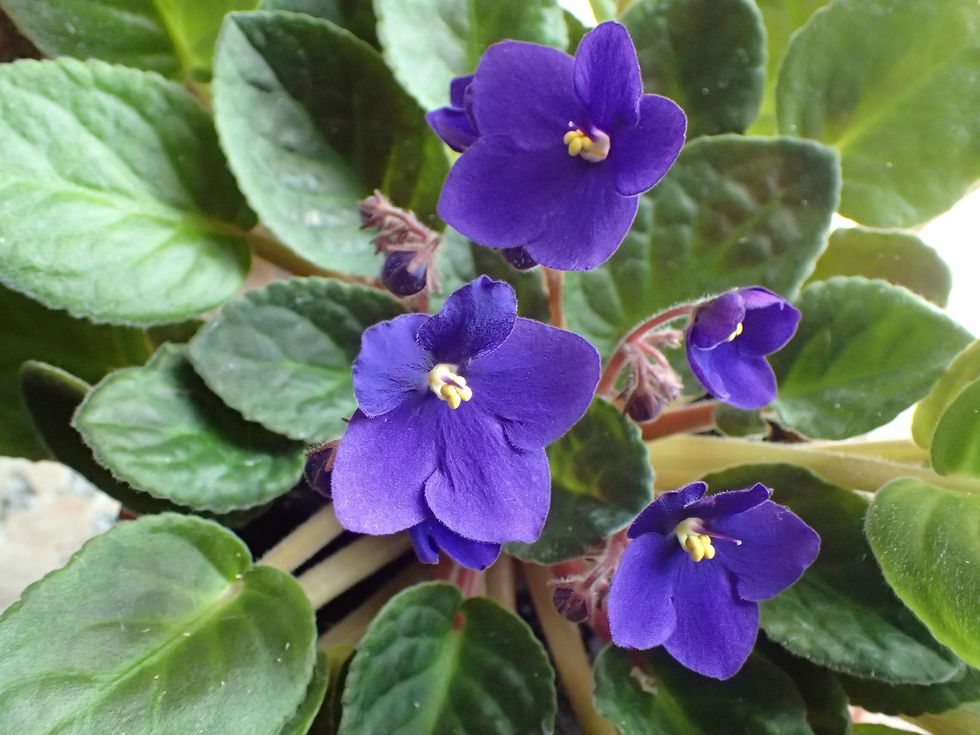 african violets plant