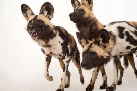 Hyenahond Ooit kwamen hyenahonden in heel Afrika voor maar hun populaties zijn ernstig in aantallen achteruitgegaan door habitatverlies en aanvallen van boeren die vrezen voor hun vee