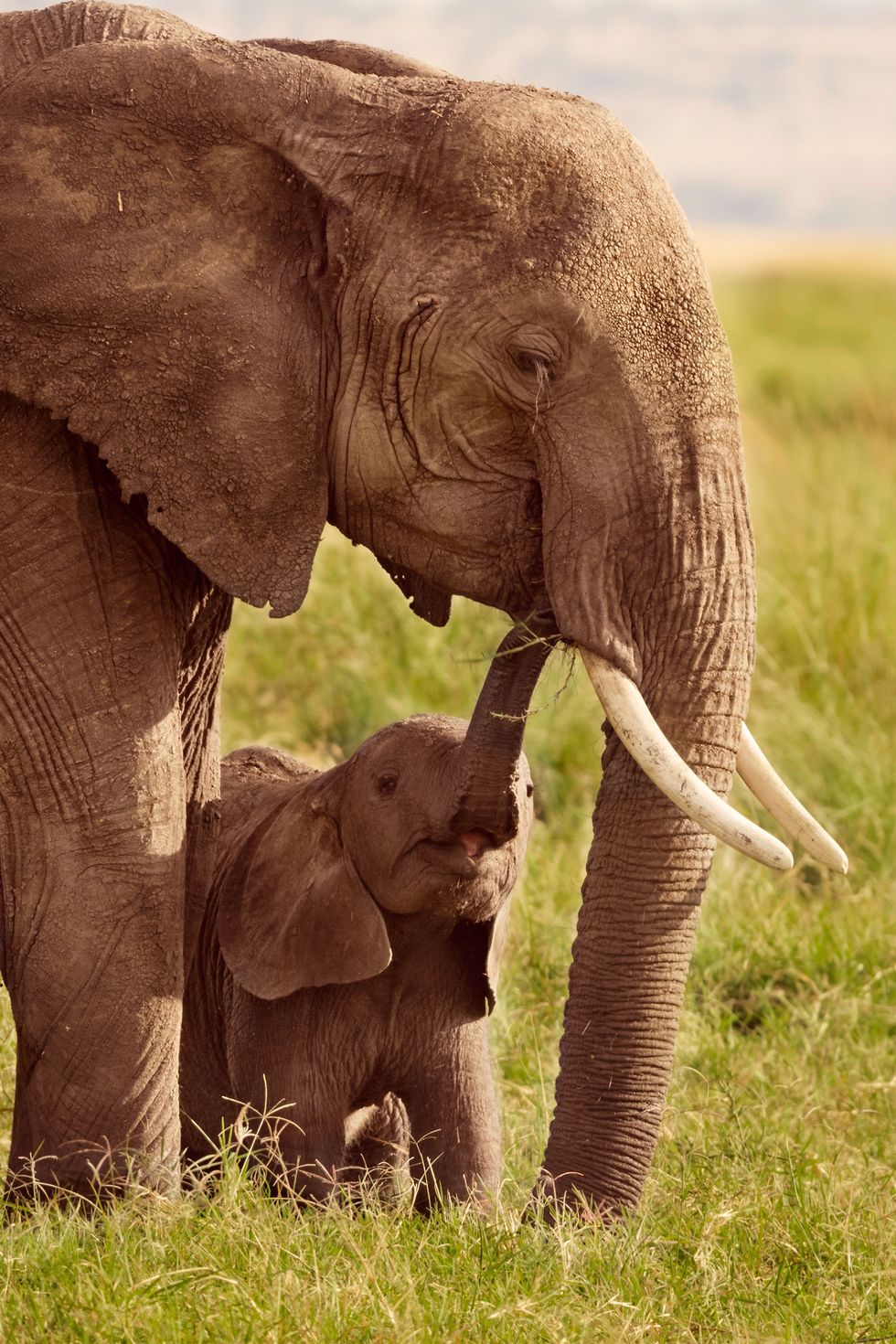 african elephant baby lifting its trunk up toward its parent