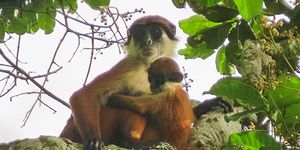 Ernstig bedreigde aap gefotografeerd in het nieuwste nationale park van Congo NtokouPikounda