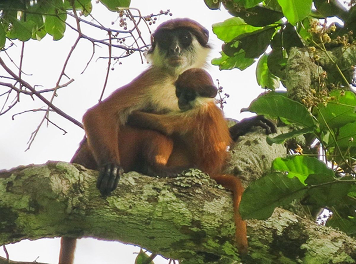 Ernstig bedreigde aap gefotografeerd in het nieuwste nationale park van Congo NtokouPikounda