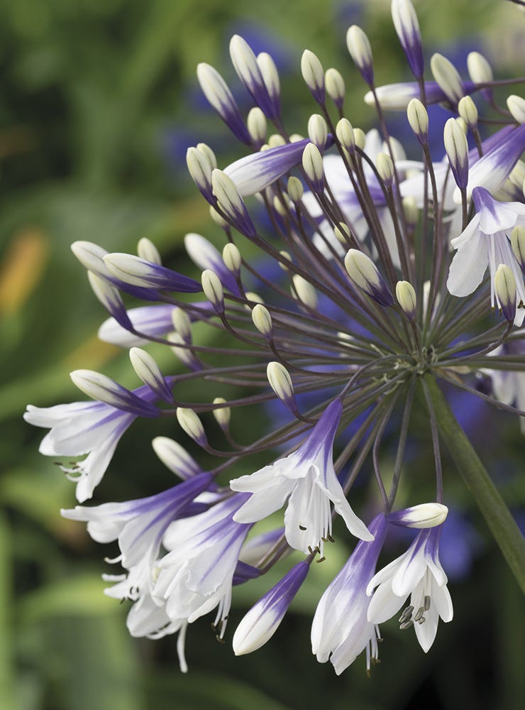 Agapanthus Firework