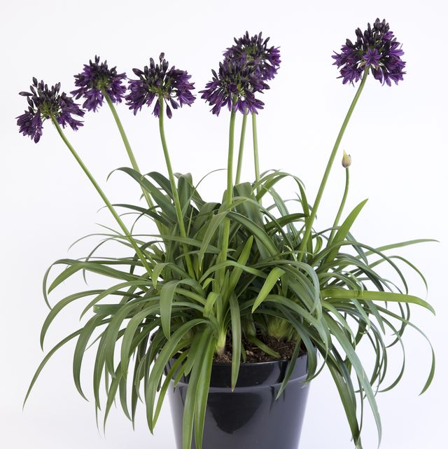 agapanthus ‘black jack’rhs plant of the year competition 2023