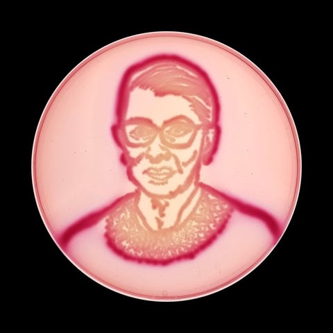 Opperrechter Ruth Bader Ginsburg RBG verschijnt op een agarsoort dat bekendstaat als Violet Red Bile Glucose of VRBG