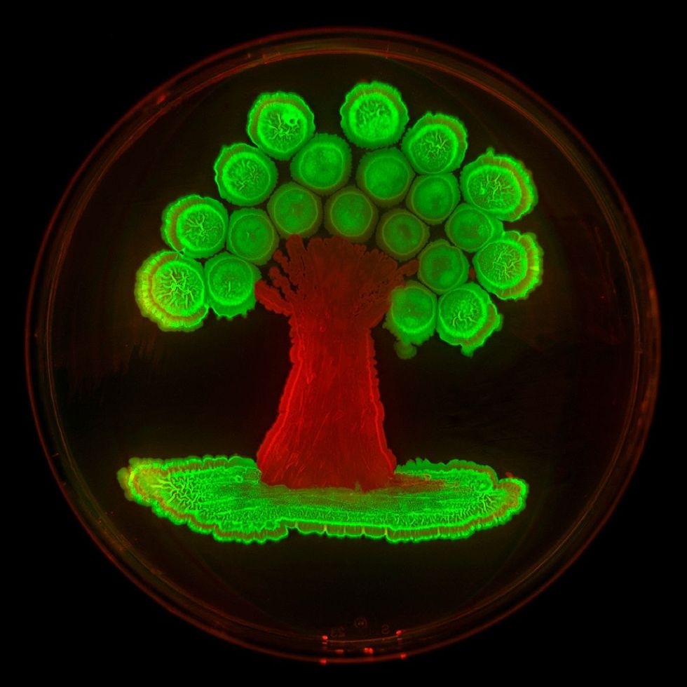 Fluorescerende eiwitten die in twee stammen van de bacterie Bacillus subtilis werden ingebracht creerden deze lichtgevende boom Zonder de extra genen zou B subtilis zijn normale beige kleur vertonen