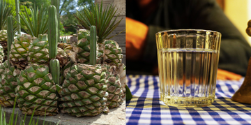 agave and mezcal