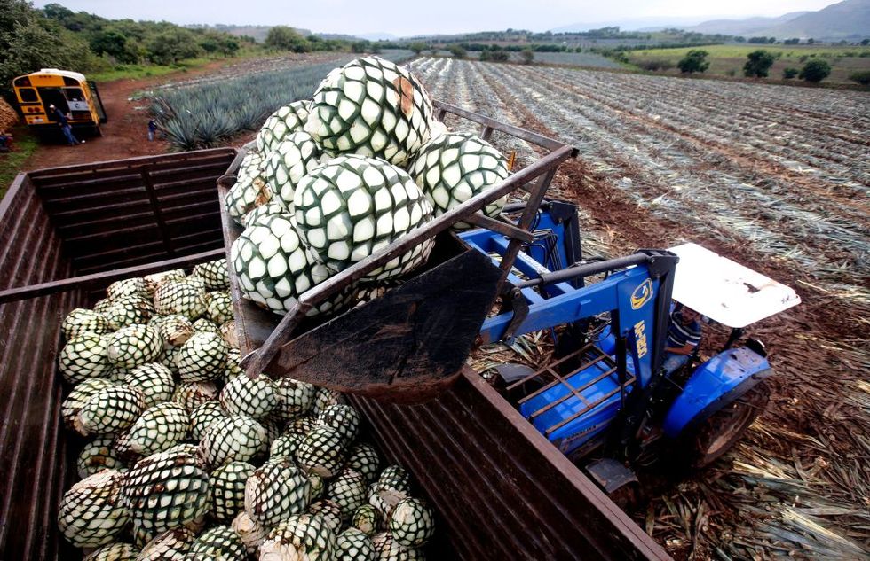 Agave Pineapples Are Seen On A Field In Tequila Jalisco News Photo 1679432153 ?resize=980 *