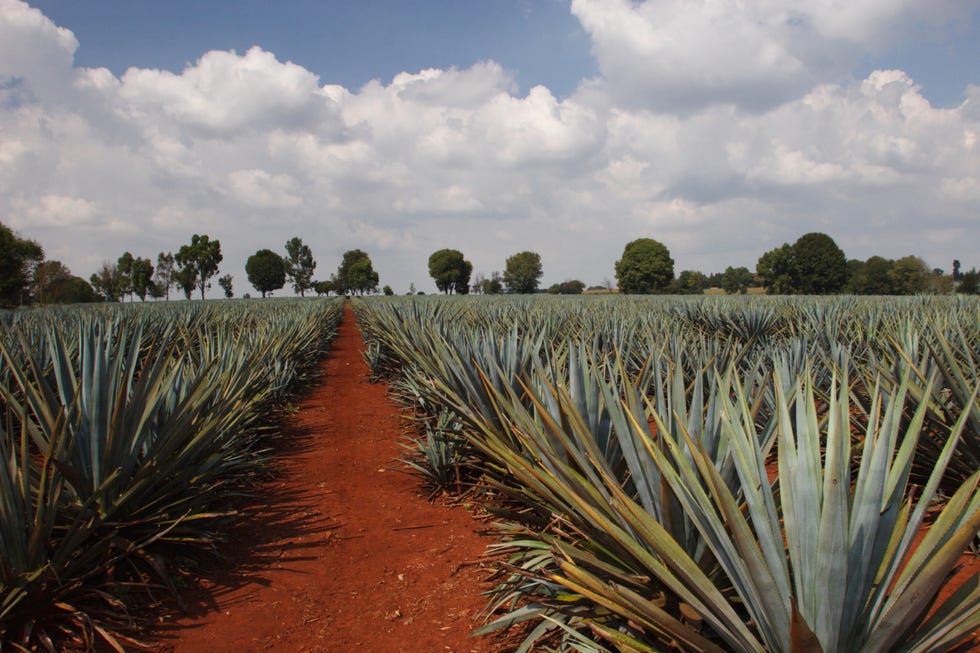 agave plantation