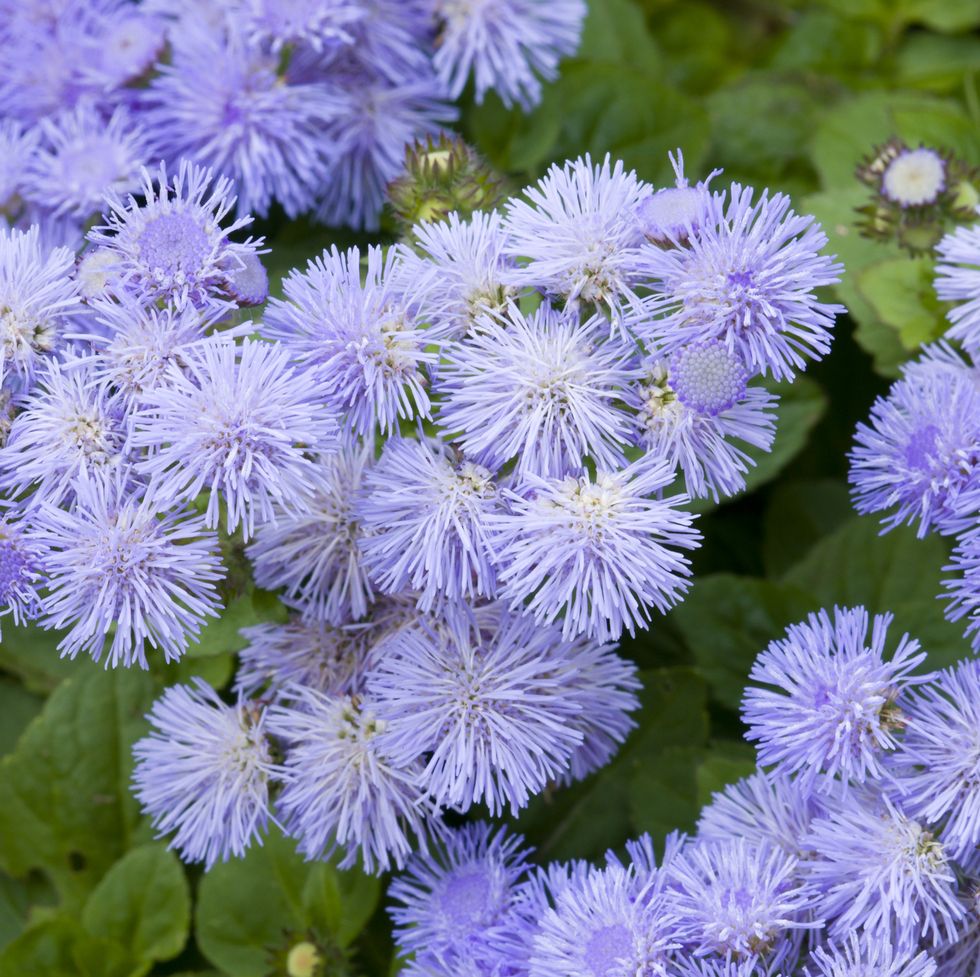 close up of a bed of ageratum blue flowers