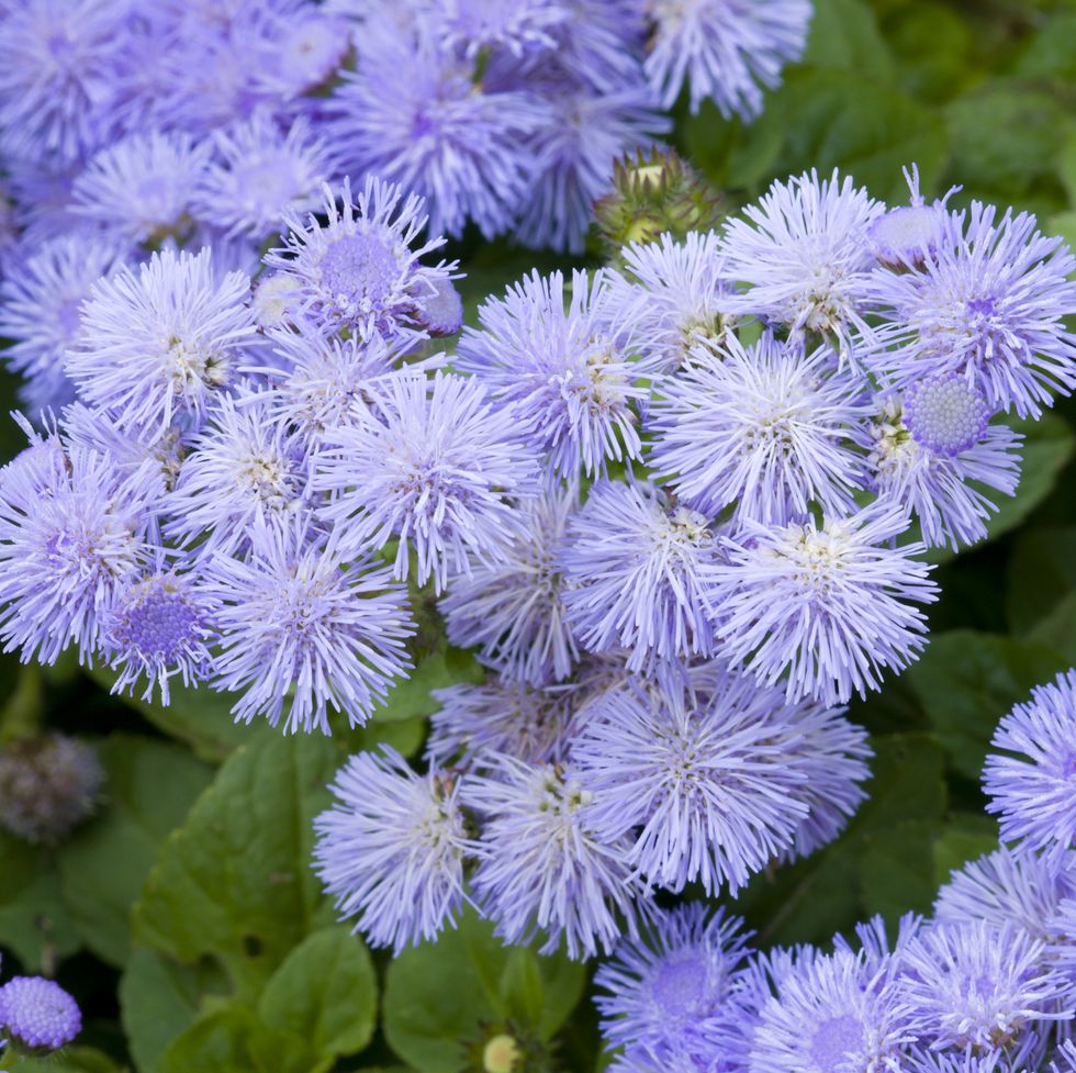 close up of a bed of ageratum blue flowers
