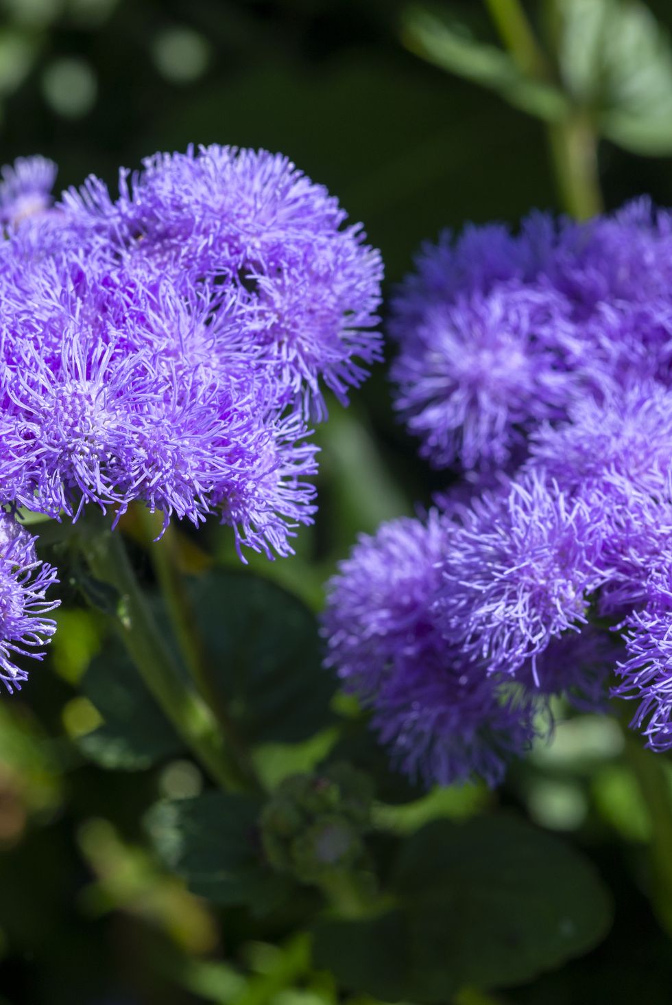 ageratum 'blue horizon' flowering in mid summer