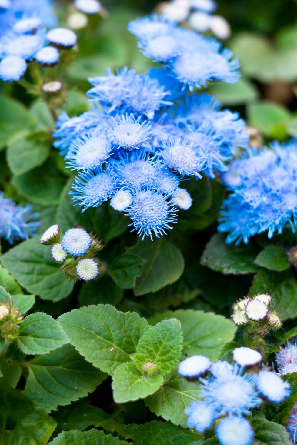 blue floss flowers