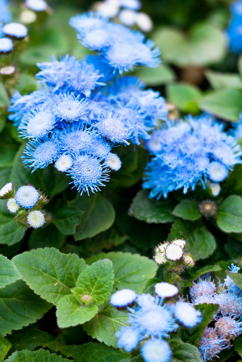 40 Best Fall Flowers To Plant For A Vibrant Autumn Garden