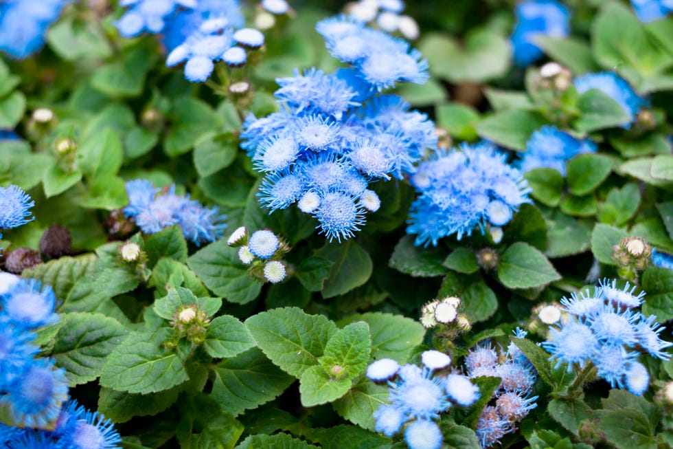 blue ageratum houstonianum flossflower