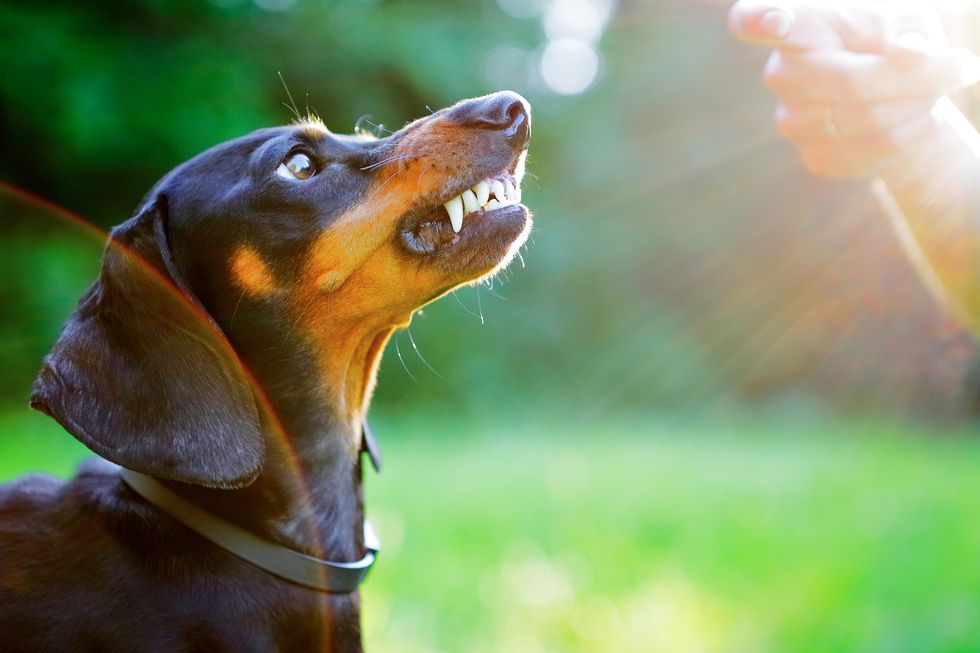 Aggressive dachshund bared its teeth in front of woman hand