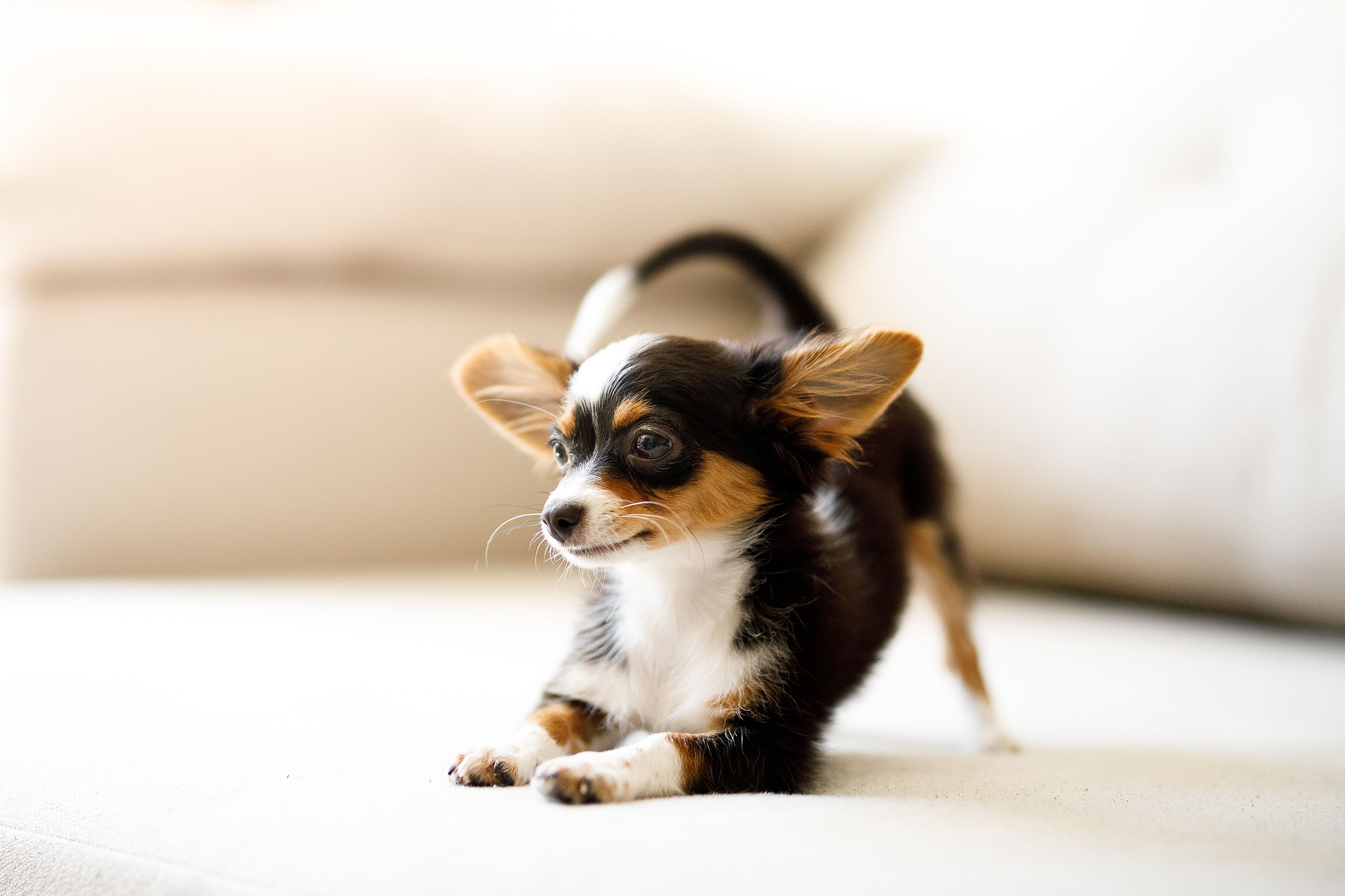 are chihuahuas a good dog breed for home protection