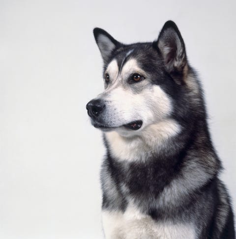 are malamutes dog aggressive