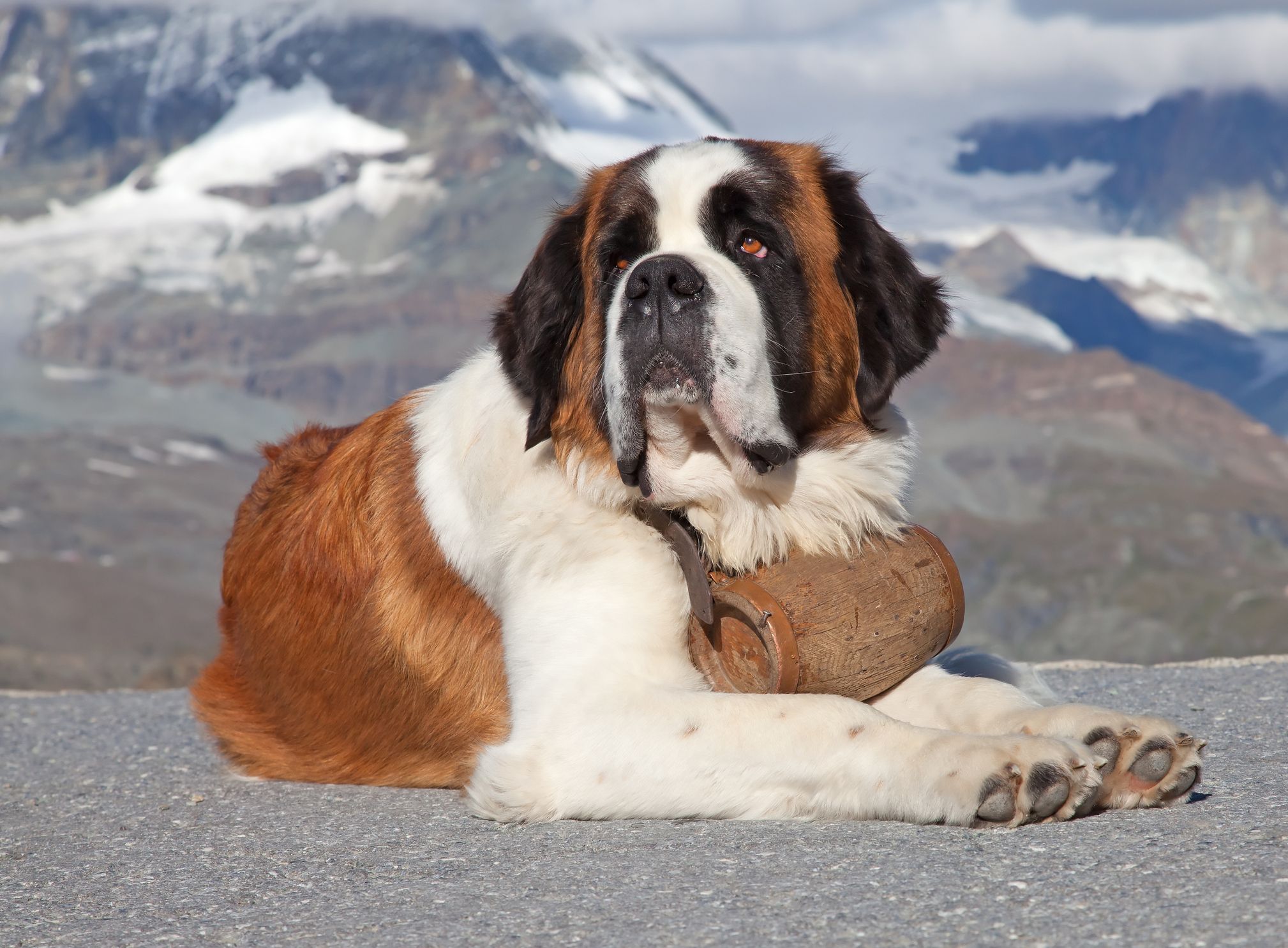 45 Best Large Dog Breeds — Top Big Dogs List for Families