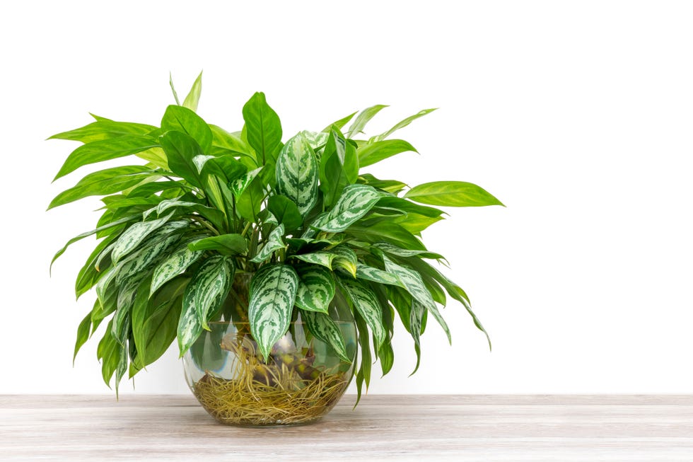 aglaonema