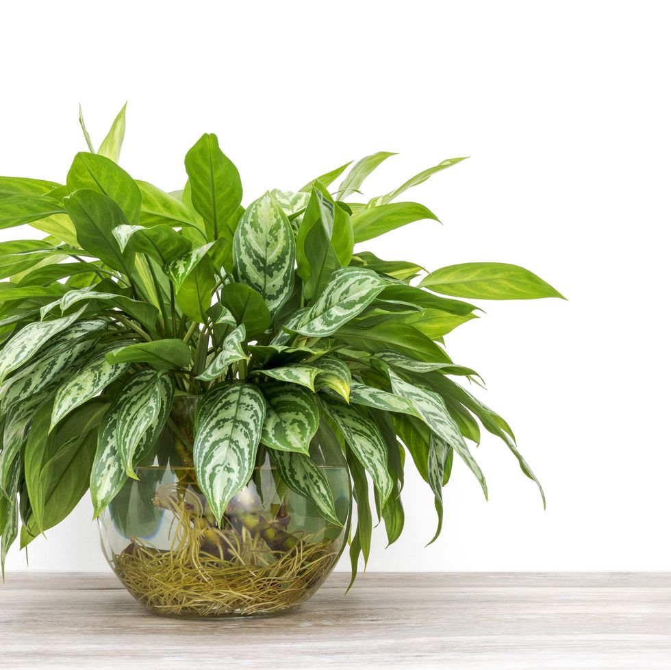 aglaonema cuttings rooting in a glass vase