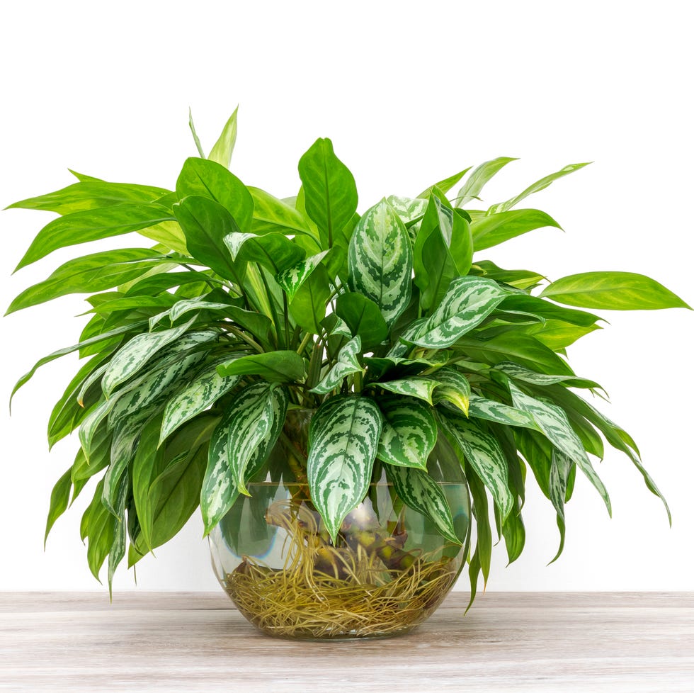 Esquejes de Aglaonema enraizados en un jarrón de vidrio esquejes de aglaonema enraizados en un jarrón de vidrio