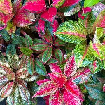 aglaonema