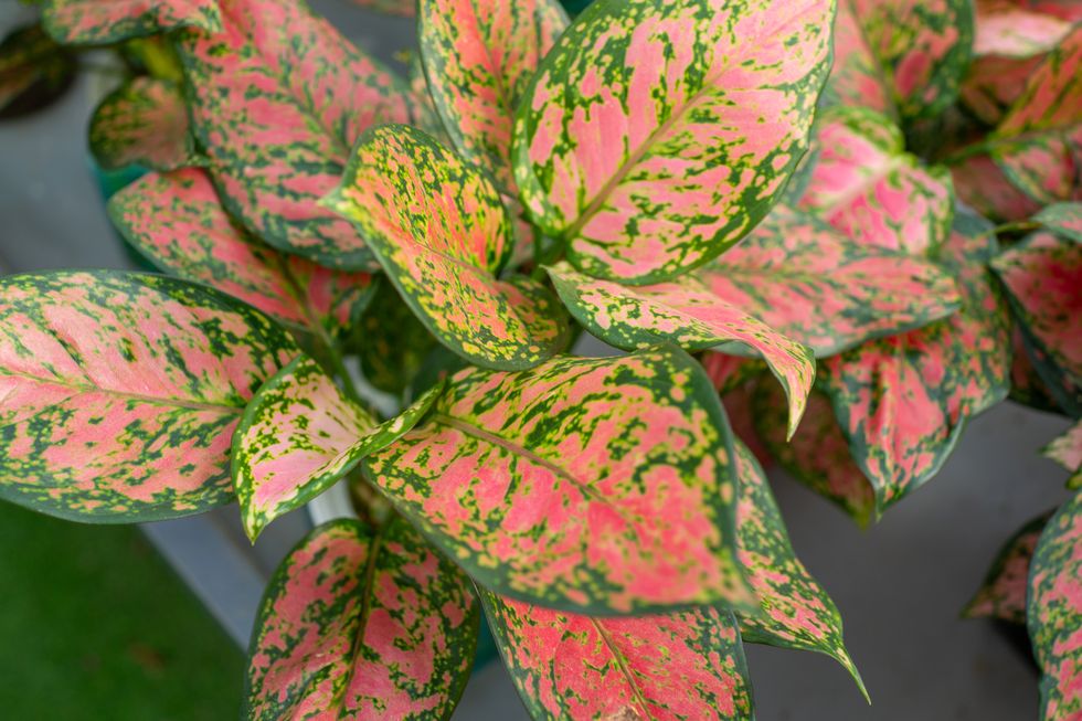 aglaonema