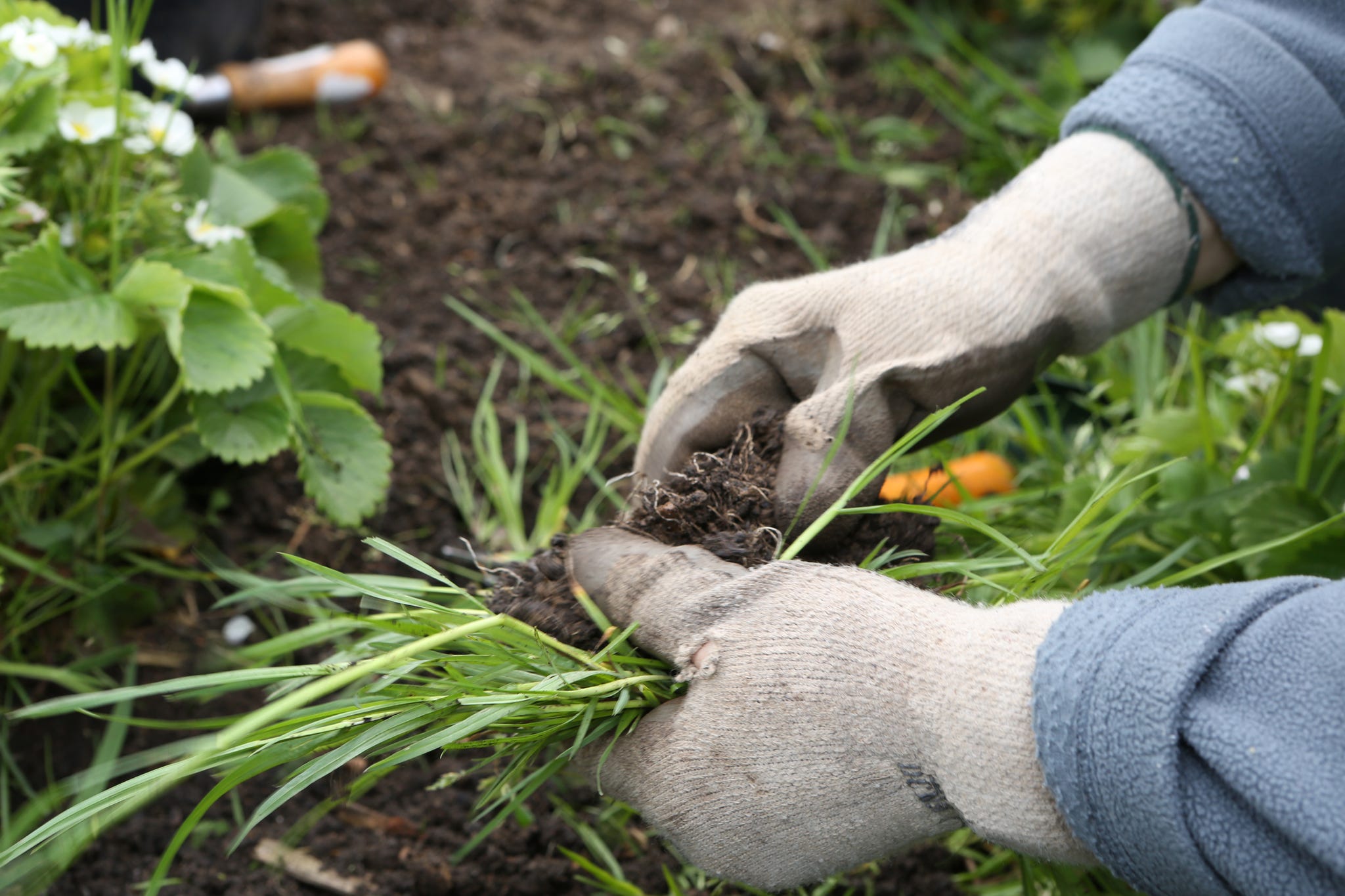 Charles Dowding's No Dig Gardening, Course 1: From Weeds to Vegetables  Easily and Quickly