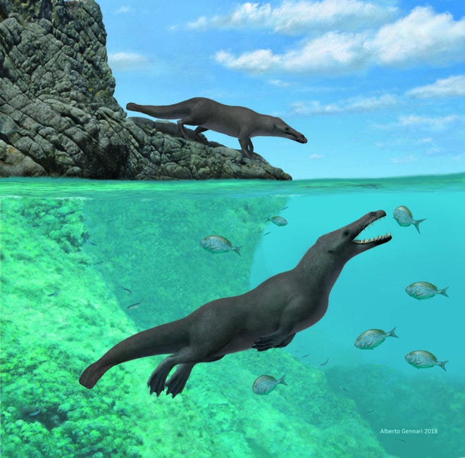 新発見！太平洋の「古代クジラたち」は、サイのように陸地で生活