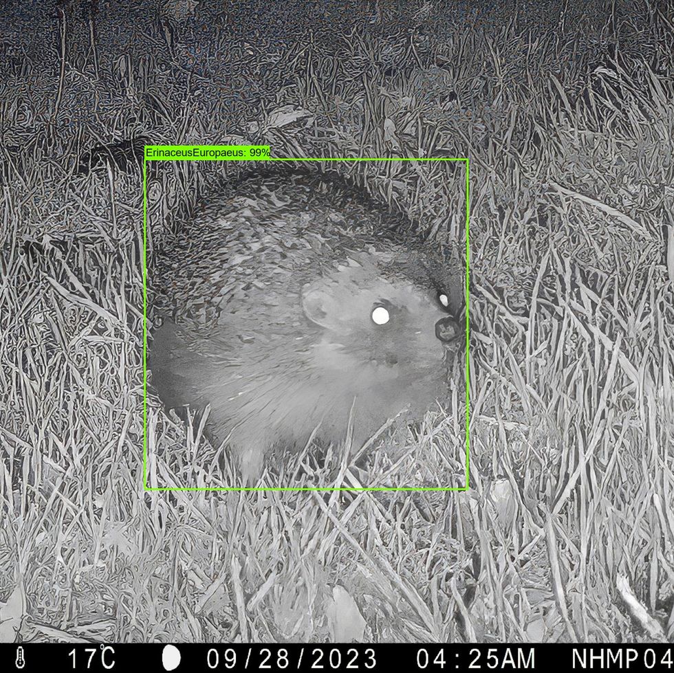a hedgehog in a field