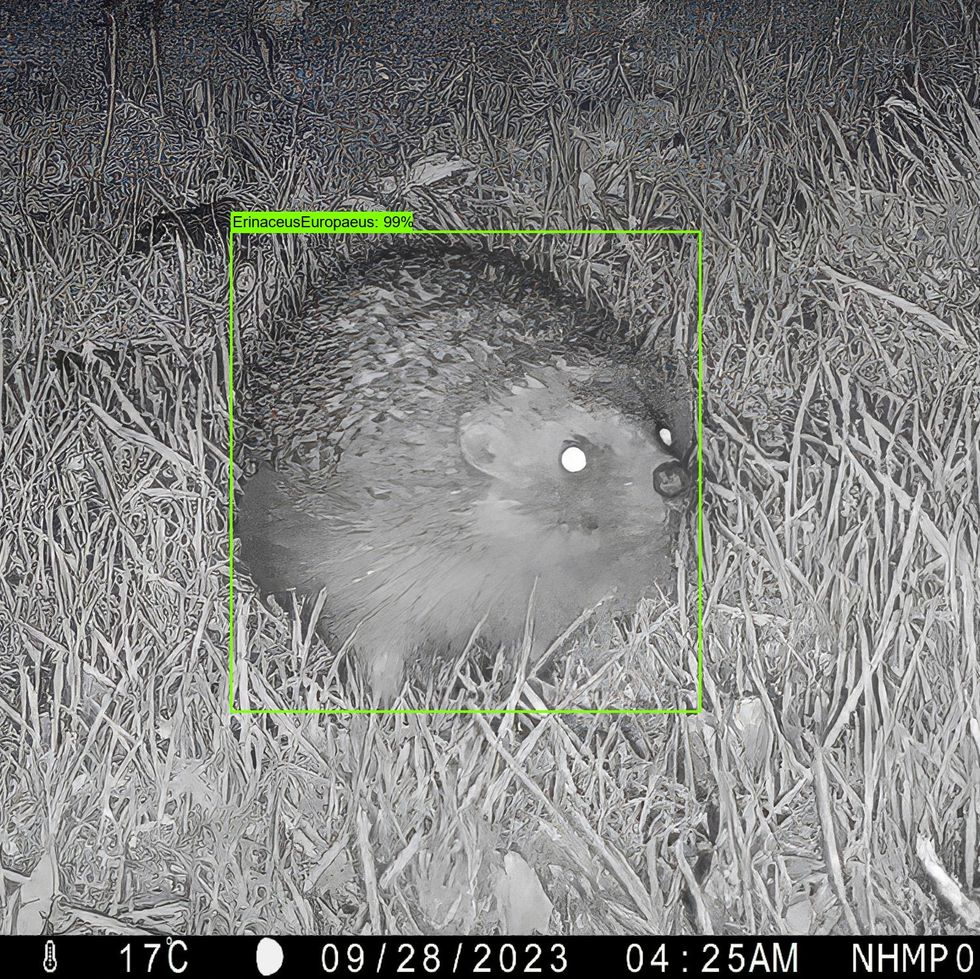 a hedgehog in a field