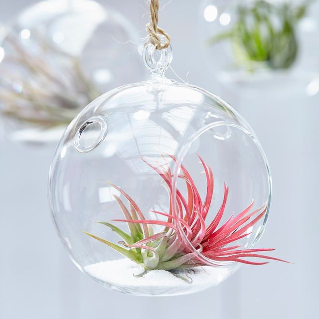 air plant in a hanging glass globe - £9.99 - RHS