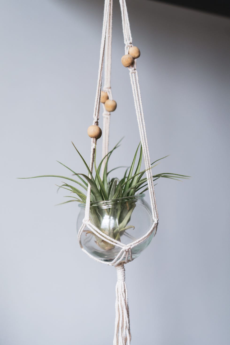 Air Plants. Unkillable! C225 / Small