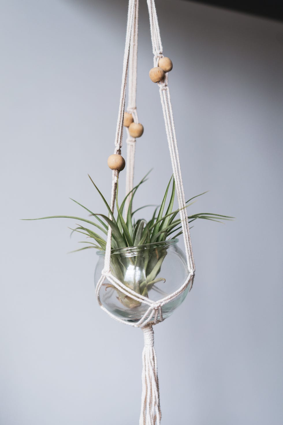 air plant   indoor hanging plant