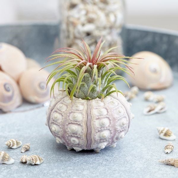 Air plant sputnik - £8.99 - RHS