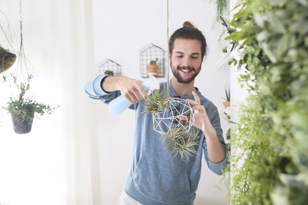 young man watering air plants in geometric pendant