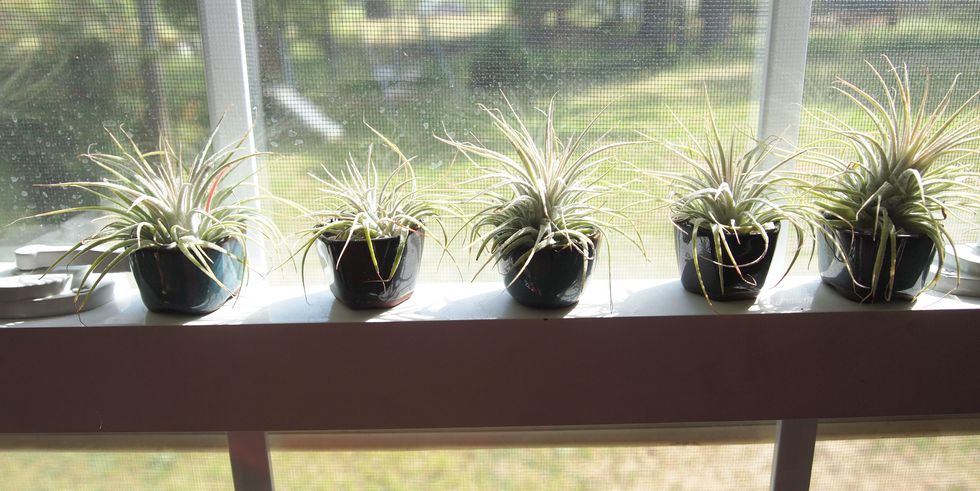 air plants on window sill