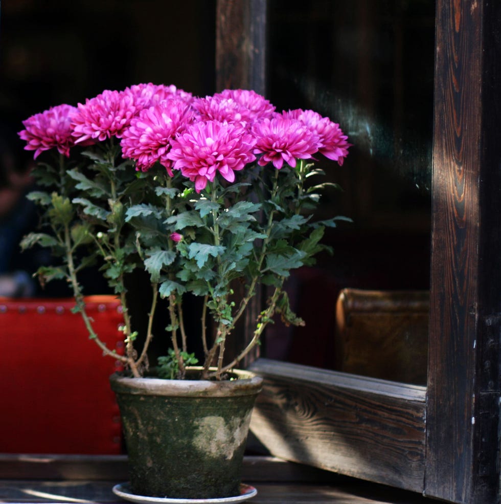 air purifying houseplant Chrysanthemum air purifying houseplant chrysanthemum